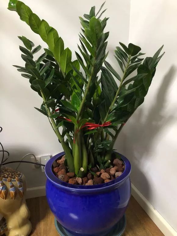 家家|4种名字“有钱”的花,越养越有钱,家家必备!