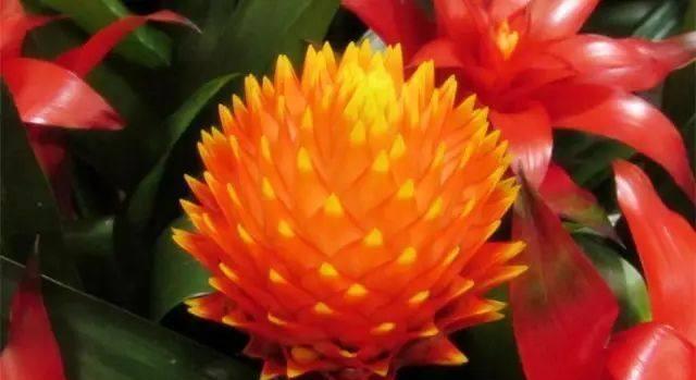 花期|家中养此4种花,一年就能开成花墙,花期超长的