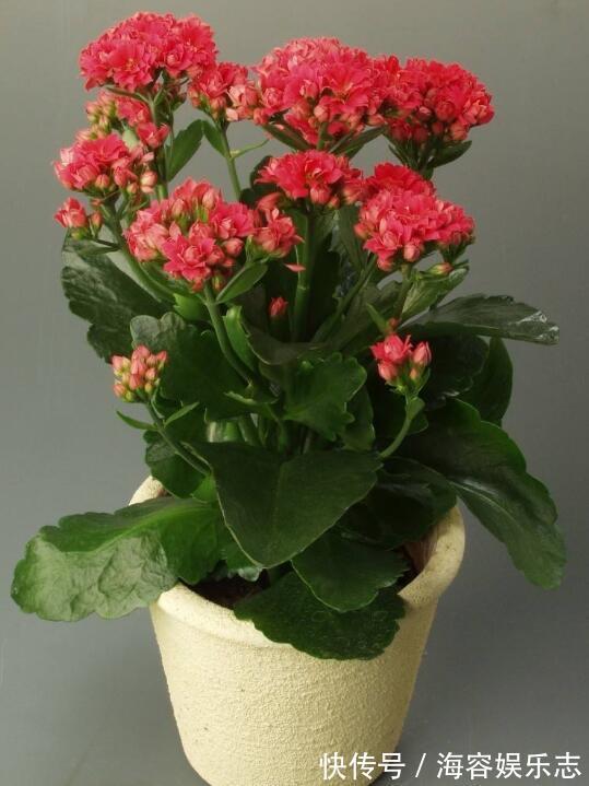 长寿|长寿花为什么不开花教你2种养护开花方法，花开不断轻松爆满盆