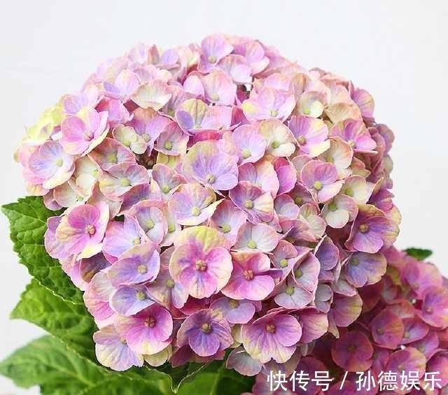 细数那些超耐阴的花,光照少长满屋,懒人大爱