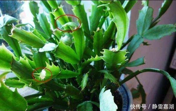 蟹爪兰,7、8月要“静养”,3件事别做,不然叶子薄又红