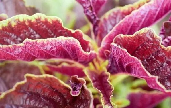 蒲公英|春来野菜香,哪些能敞开吃哪些坚决不能碰采挖时,请分辨清楚