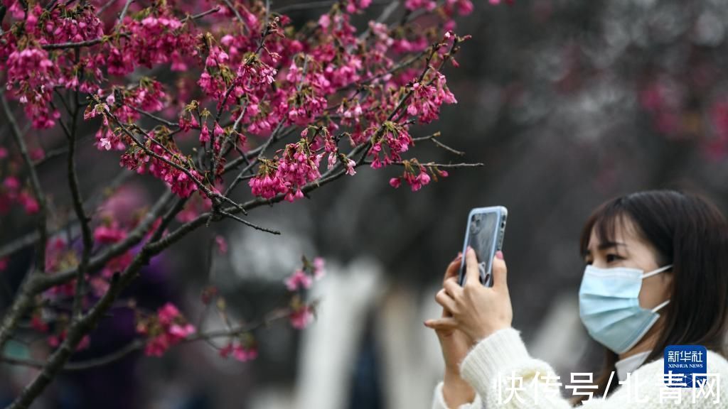 张爱林|南宁：又到樱花烂漫时