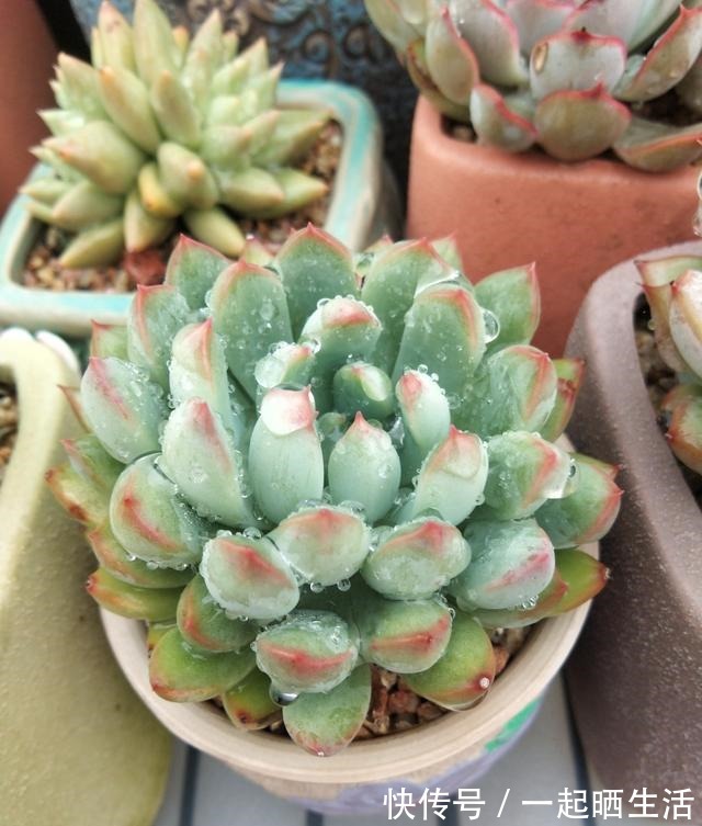 入秋后多肉如何变美，看看对比照来学习养护经验！