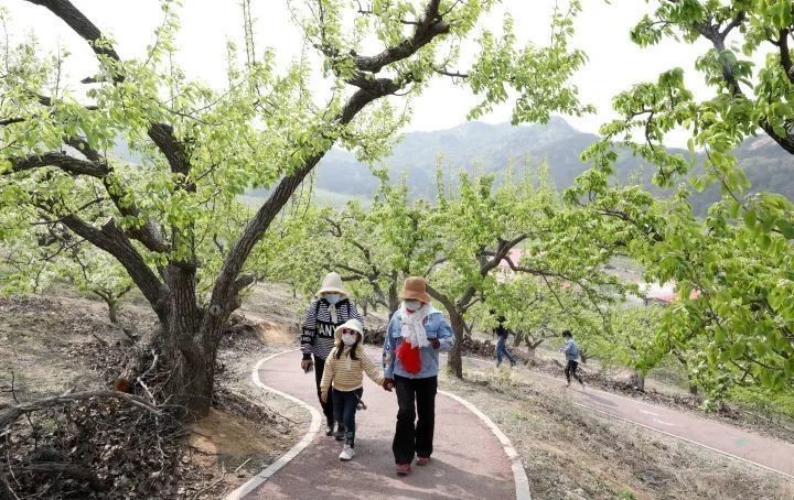 天际|山间梨花陆续开 乾隆绿道待客来