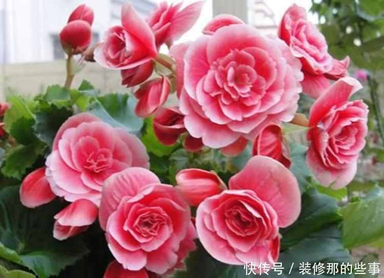 聪明人都养4种花，吉祥又喜庆，开花红红火火，旺财又旺运！