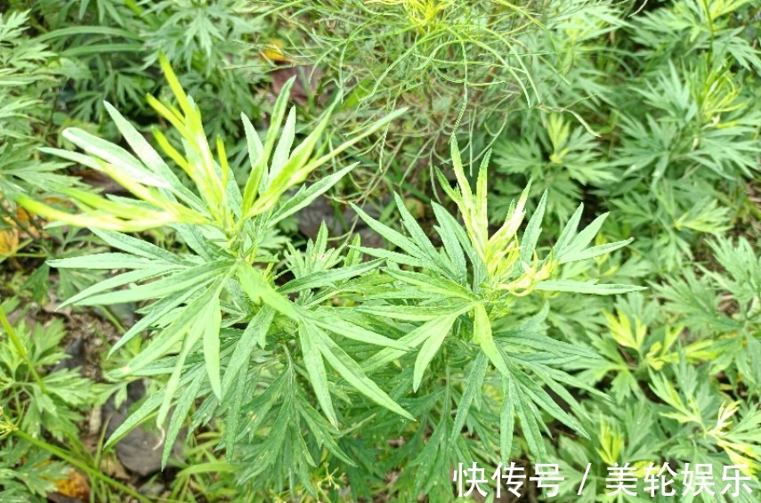 叶子|若它长在你家屋旁，记得只采叶子，别挖根，价值珍贵，遇到就是福