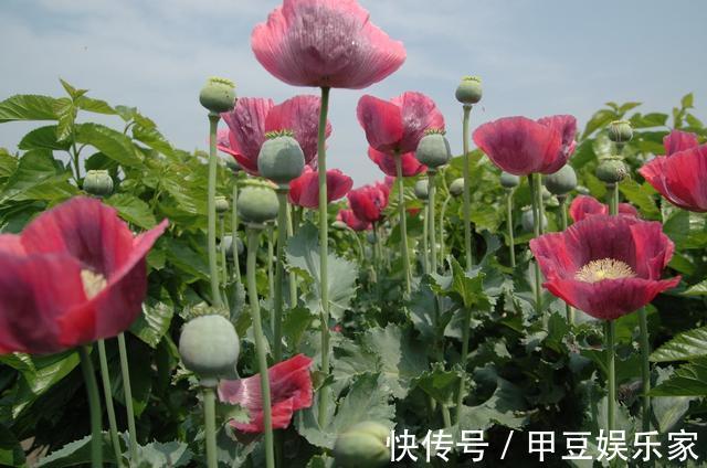 被古埃及称为神花，在欧洲象征着和平之意，在中国却是非法植物