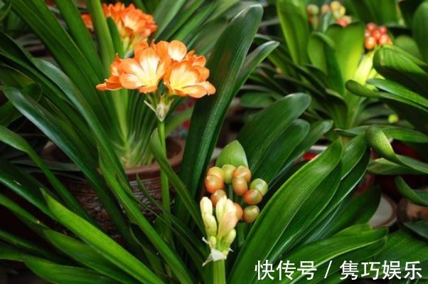 什么淘米水、茶叶水,都不如常被你嫌弃的它,养啥都爆盆