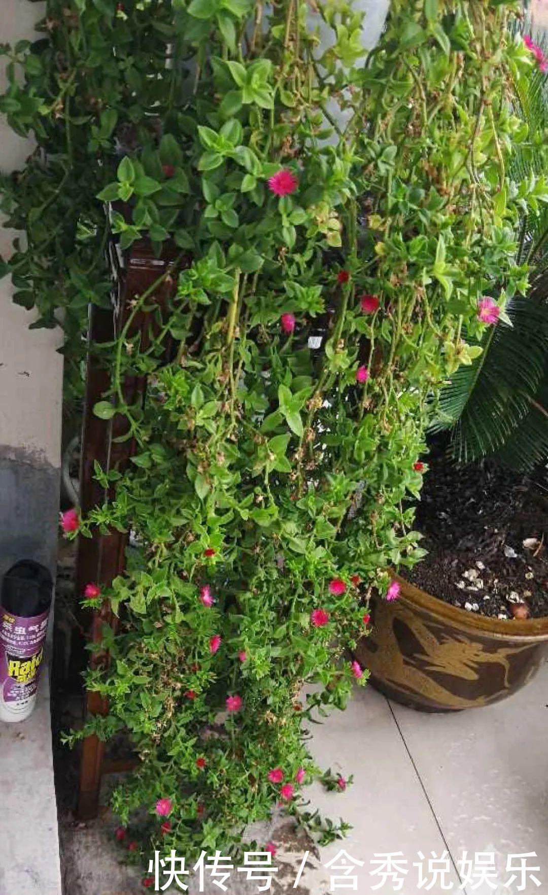 风信子|懒人适合养什么花,浇水少,不挑土,它比人还懒!