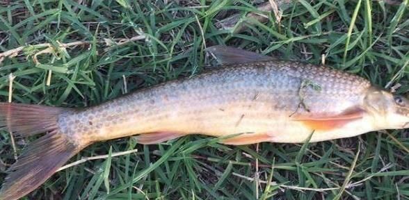 180元1斤吃到濒危,上岸后养不活,如今终于养殖成功,却没人敢养