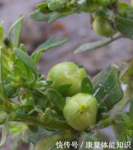 山中这种“植物”，以前当粮食，如今才知是“接骨草”，珍贵！