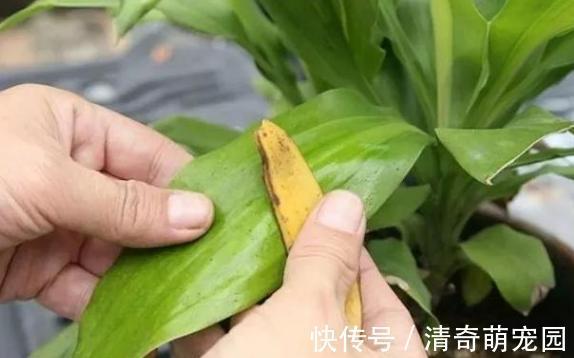 勾兑|刚扒的香蕉皮该如何处理养花？学2招，既能清洁又能增添营养