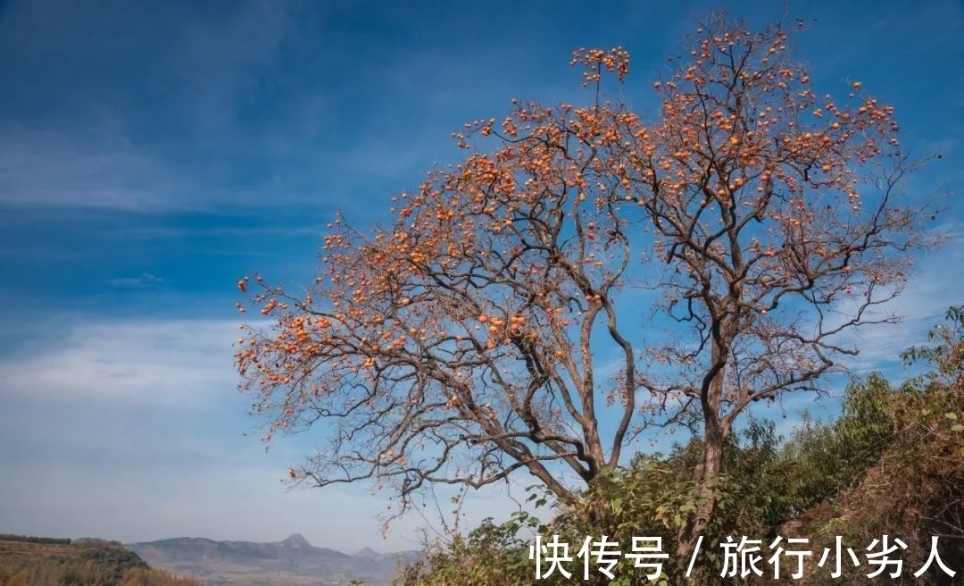 友人&一树红柿摇乡愁