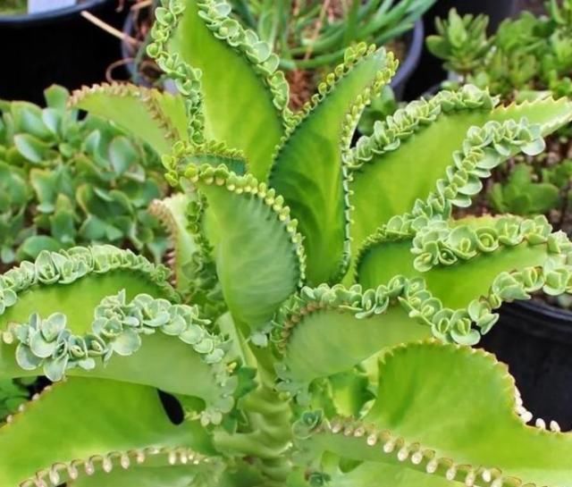  懒人|最适合“懒人”养的4种花，随意丢盆里就能活，给点水就疯长