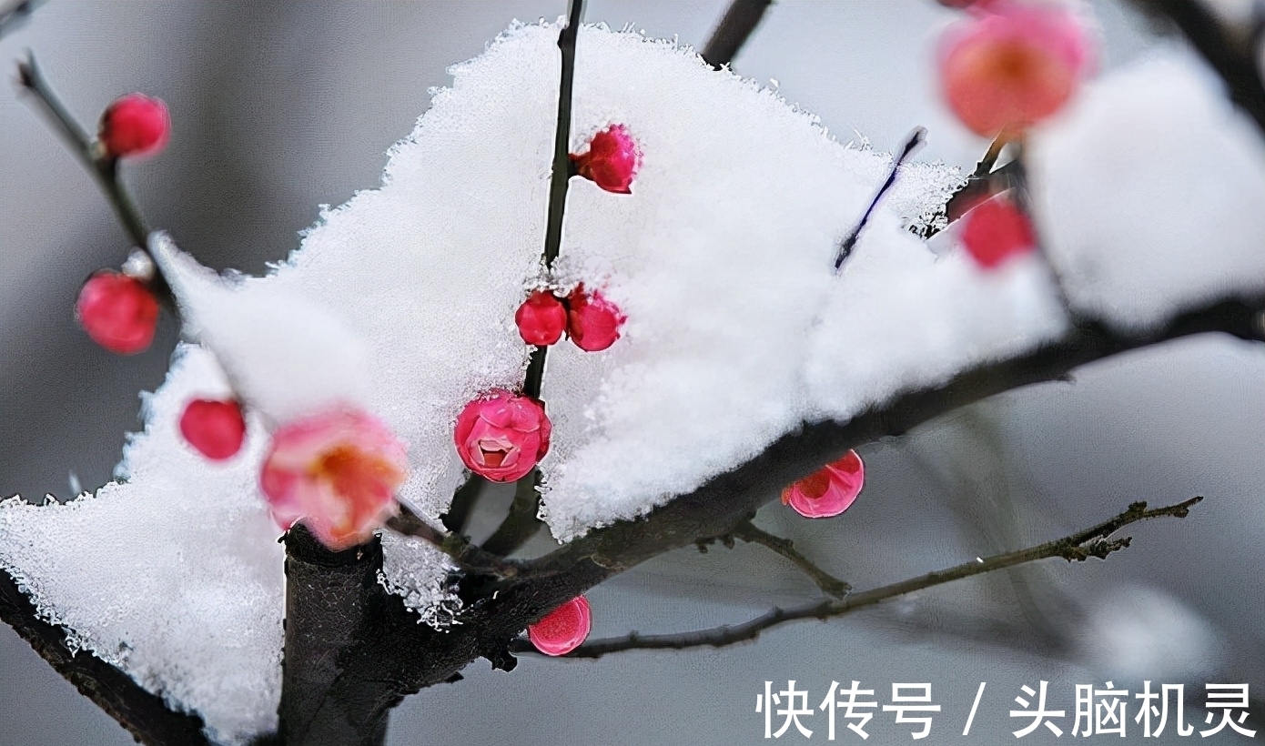 冰雪$冰雪林中著此身，不同桃李混芳尘——梅花风骨，一枝独开天下春