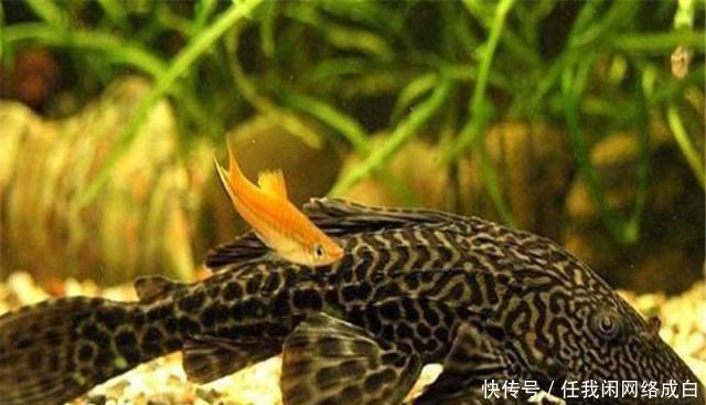 美食|中国“没辙”的泛滥物种,却成越南美食,当地人是你们不懂美味