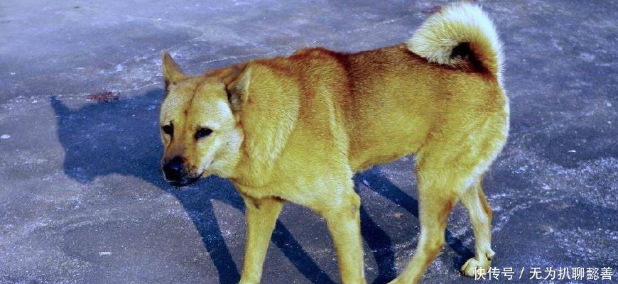 那条|为啥武松能打虎却打不过一条狗?那条狗是哪一个“好汉”的化身?