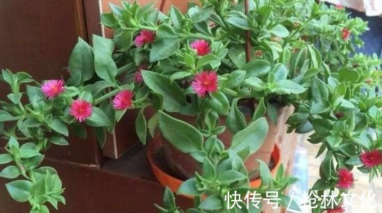 牡丹吊兰|此吊兰不一般，能赏花，能当菜，一根枝插土里，轻松爆盆吃不完