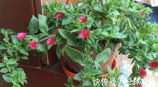 此吊兰不一般,能赏花,能当菜,一根枝插土里,轻松爆盆吃不完