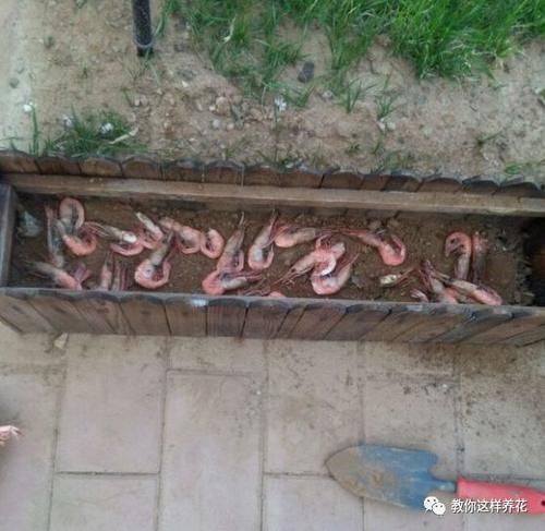 内脏|冬天养花埋点它，开春就疯长，1年不施肥一样绿油油！