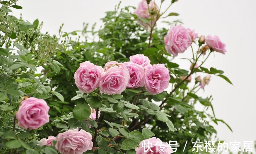 花友|5种花喜欢也别入坑，太“烧钱”了，钱包守不住，老花友有发言权