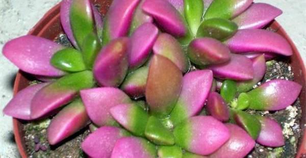 多肉春梦殿锦，怕雨淋怕浇浅水避免暴晒，护理得当就爆盆