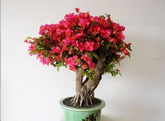 光照|7种一年四季开花的植物，阳台养一盆，天天有花看！