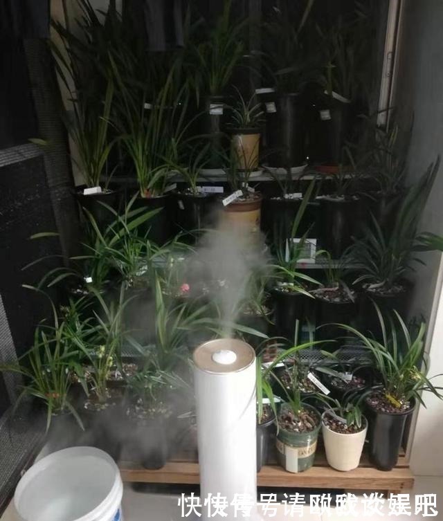 兰花|兰花焦尖,有3原因!这样养护,兰花叶片绿油油,呼呼长得旺!