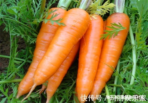 歪头菜|女性推荐常吃4种食物,排出毒素,调理月经,预防子宫早衰