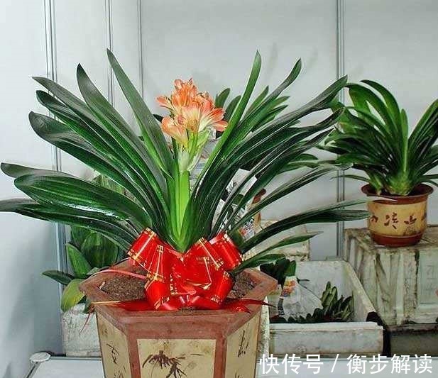 花盆|养君子兰,花盆里埋上10粒它,3个月蹿出4片新叶,开花50朵