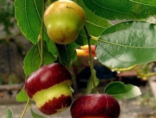 水果|对女性最好的水果,每天吃一个,肝脏好了,皮肤变得细嫩爽滑