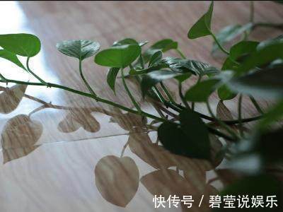 满枝|这几种常见的药片拿来养花，根壮叶绿，花开满枝，养多久都不生病