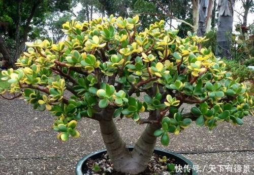 耐旱|家里养3种花,不能多浇水,否则黄叶又烂根!