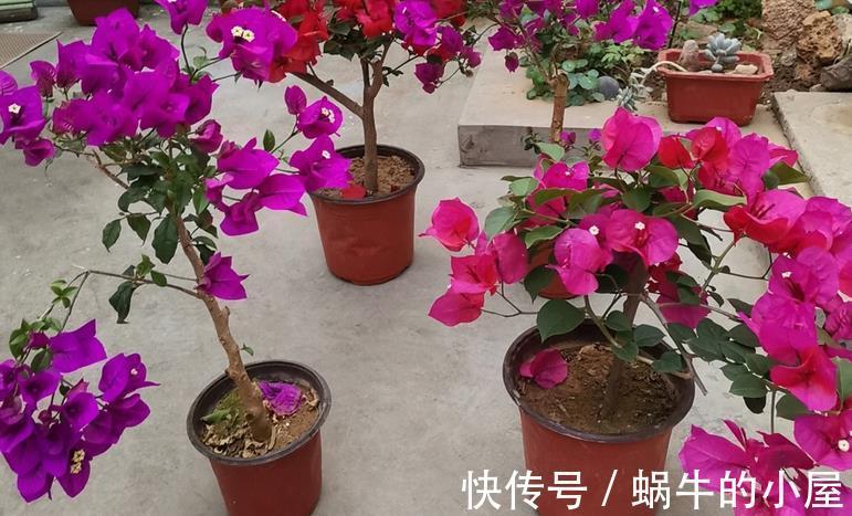 花友们|如何给三角梅控水，让它成为当之无愧的“开花机器”？