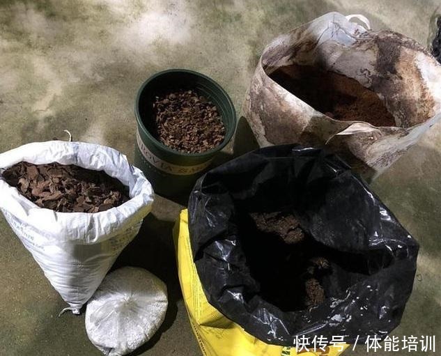 兰花土埋“一料”,不干尖不黄叶,7天蹭蹭冒笋,独苗变层叠群兰!