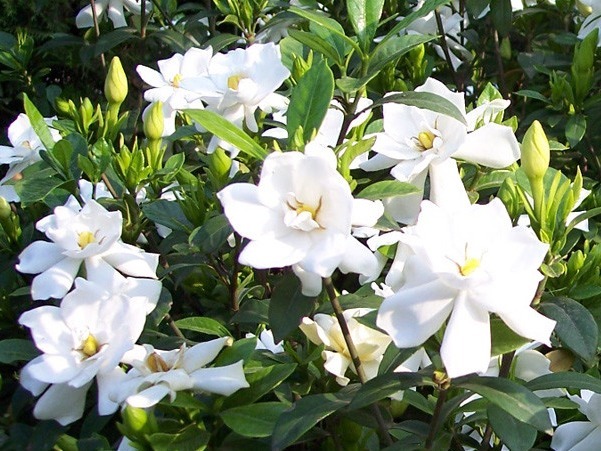 家养的栀子花长不好,看这些做到没有,做到长得会很更美