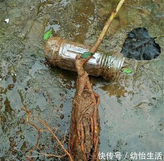 大叔用“小苗”做提根盆景,用1个塑料瓶“养根”,长根能挤爆瓶