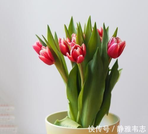 天竺葵|这3种花,冬天不怕冷,夏天不怕热,一年四季有花看!