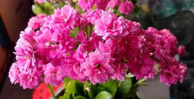 长寿花开完花,四点要做好,叶子肥厚状态好,二次开花“马上来”