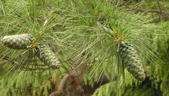 风湿骨痛|一种树的叶子，流出的汁液是“关节痛灵药”，治风湿骨痛，你懂吗