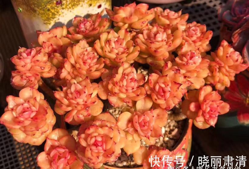 多肉蜡牡丹和红化妆,一个长得美却容易生病,一个好养但样貌差点