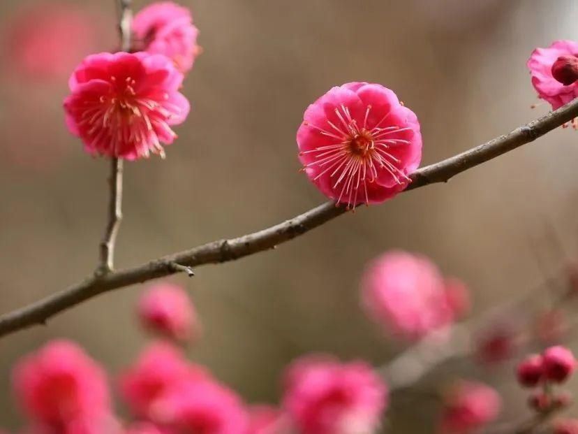 梅花开了，年也就近了！