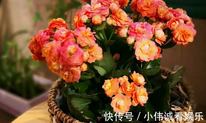 卧室|卧室养花不能随便!以下这三种花,不仅有助睡眠还好养