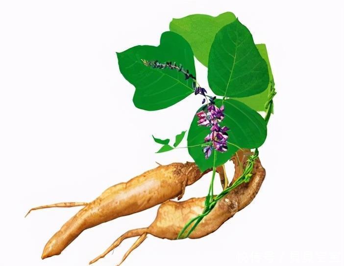 葛根|对身体最好的3种食物,值得吃一吃,美容养颜、增强体质!