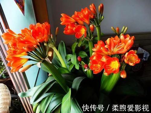 卧室|卧室养3盆花,大气好养又好看,还能改善睡眠,值得拥有