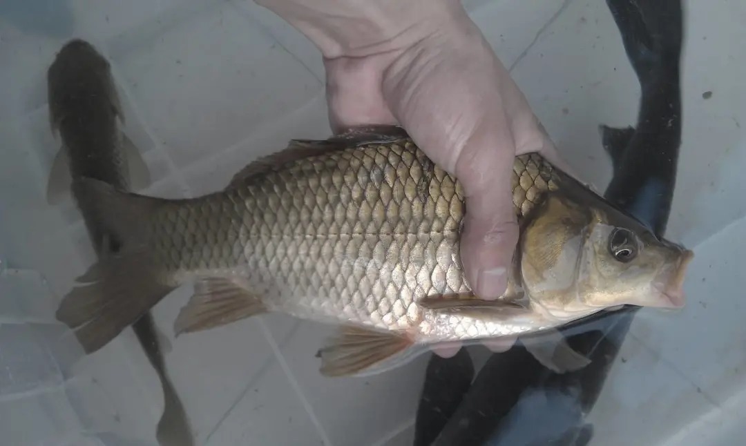 饵料|野钓鲫鱼时,钓离底更适合一些,有如下好处!