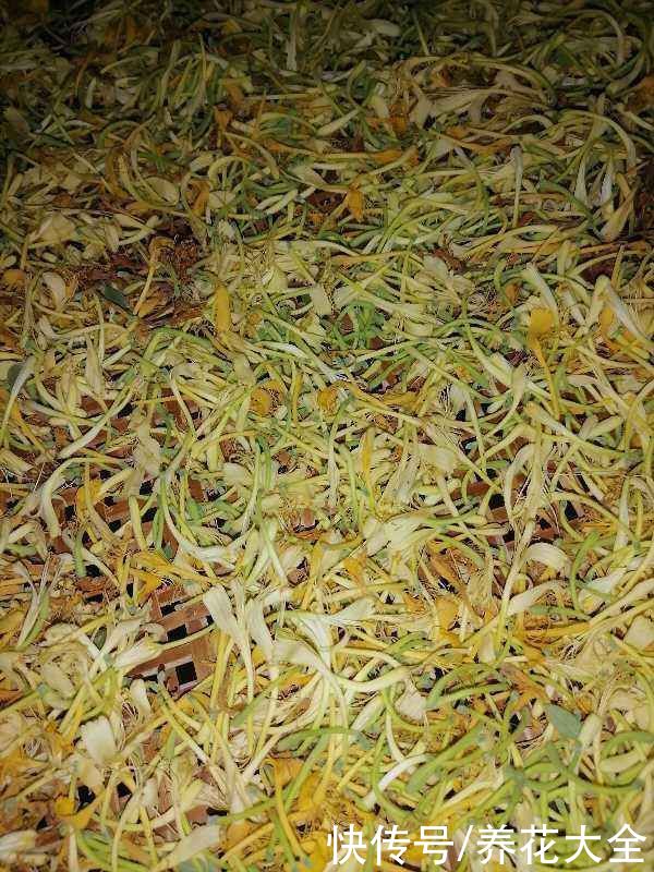 一扦插就活,还能用来泡茶喝,这花种了就是赚了