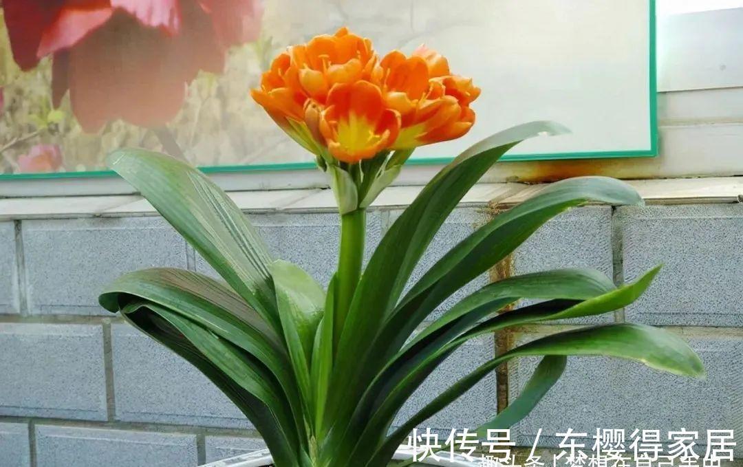 君子兰|九月养君子兰,三个位置补点水,“新叶稠密”单次绽放上百朵!
