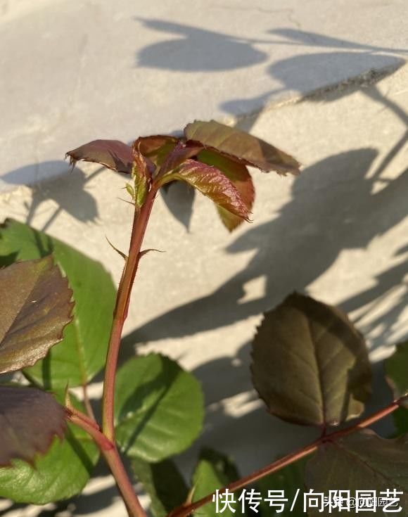 月季花开始冒芽，注意“白粉病”，提前喷药杀菌，新芽冒得快
